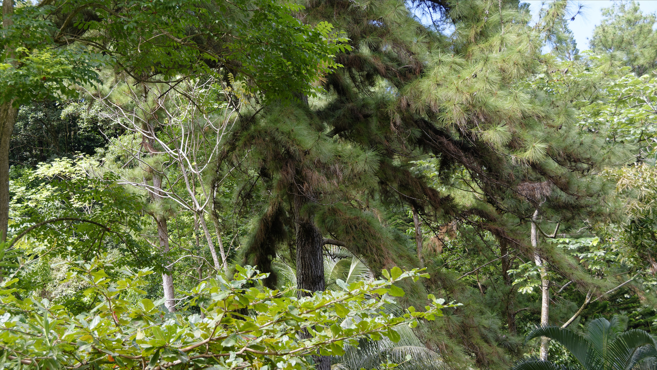 20190201-111037•Rain Forst Aerial Tram•Bisee•Castries•St Lucia